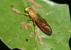 Ptecticus extensipes