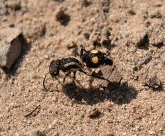 Cephalomutilla proxima