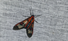 Cosmosoma cingulatum