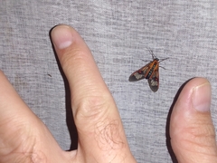 Cosmosoma cingulatum