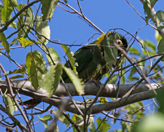 Primolius auricollis