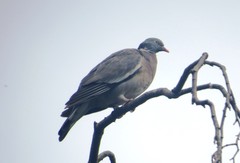 Columba palumbus