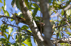 Primolius auricollis