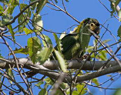 Primolius auricollis