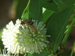 Chauliognathus discus