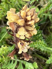 Orobanche reticulata