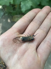 Massospora