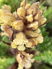 Orobanche reticulata