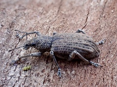 Prypnini