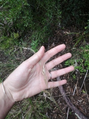 Trisetopsis imberbis