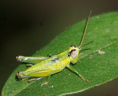 Proctolabinae