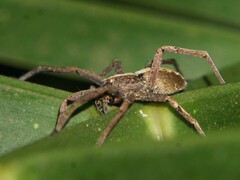 Neoctenus
