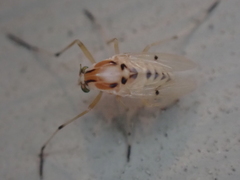 Coelotanypus concinnus