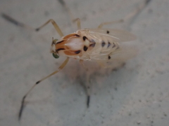 Coelotanypus concinnus