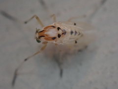 Coelotanypus concinnus