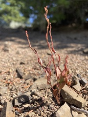 Polygonum austiniae
