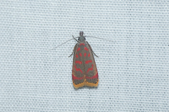 Dichomeris sandycitis