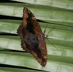Feigeria vultura