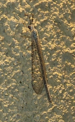 Scotoleon longipalpis