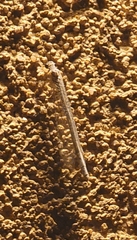 Scotoleon longipalpis