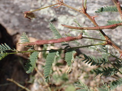 Mimosa grahamii