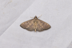 Herpetogramma rudis