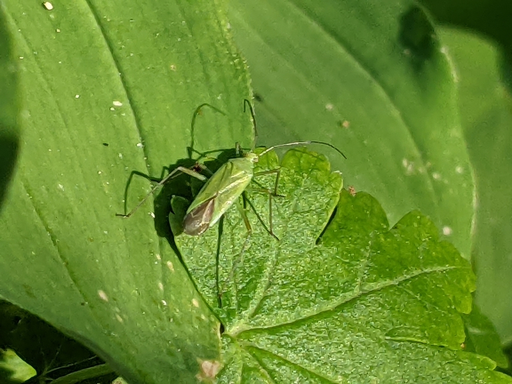 Allorhinocoris speciosus