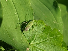 Calocoris
