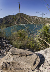 Sceloporus megalepidurus