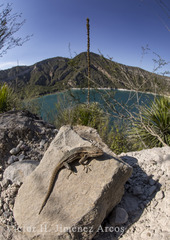 Sceloporus megalepidurus