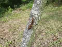 Cophinopoda