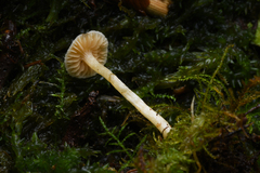 Cortinarius acutus