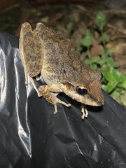 Pristimantis fenestratus