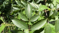 Staphylea japonica