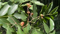Staphylea japonica