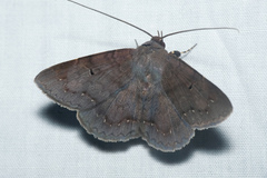 Mecodina bisignata