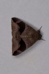 Bastilla joviana