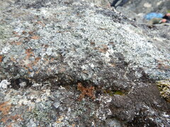 Sphaerophorus fragilis