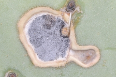 Phyllosticta concava