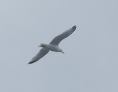 Larus argentatus