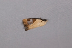 Pseudeustrotia semialba