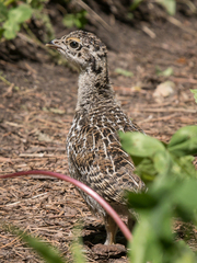 Dendragapus obscurus