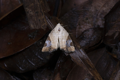 Pseudeustrotia semialba