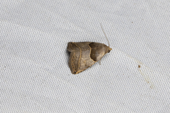 Rivula basalis