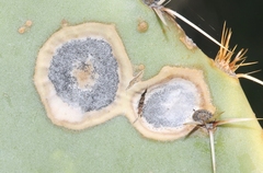 Phyllosticta concava