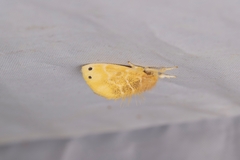 Euproctis cryptosticta