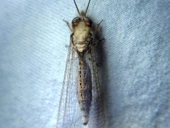 Ululodes macleayanus