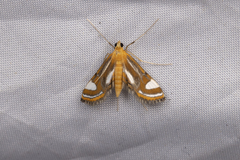 Agassiziella