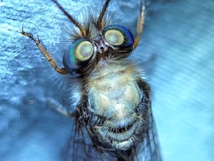 Ululodes macleayanus