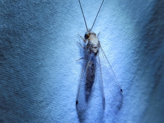 Ululodes macleayanus